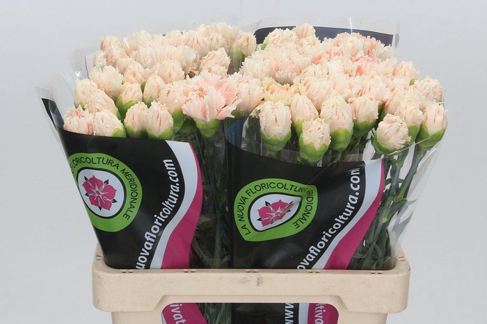 <h4>Dianthus St Lady Cappucino</h4>