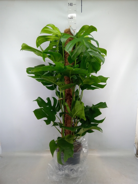 <h4>Monstera pertusum</h4>