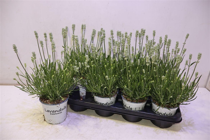 <h4>arr8 Lavan In Edelweiss</h4>
