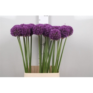 Allium Ambassador