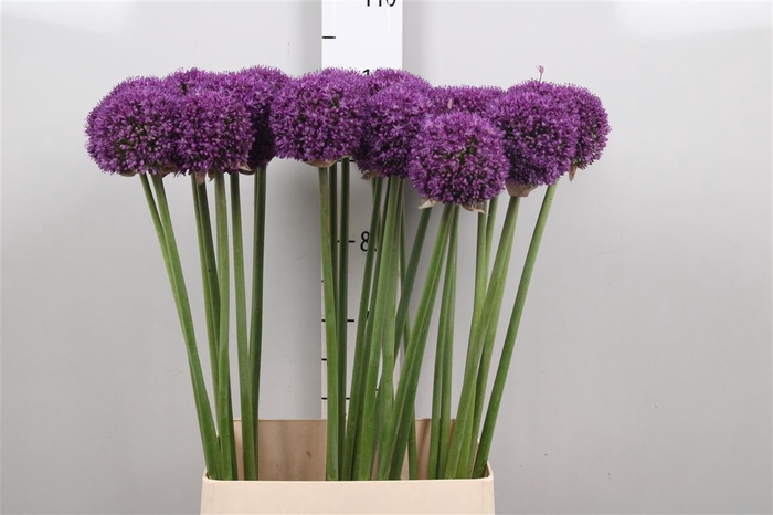 <h4>Allium Ambassador</h4>