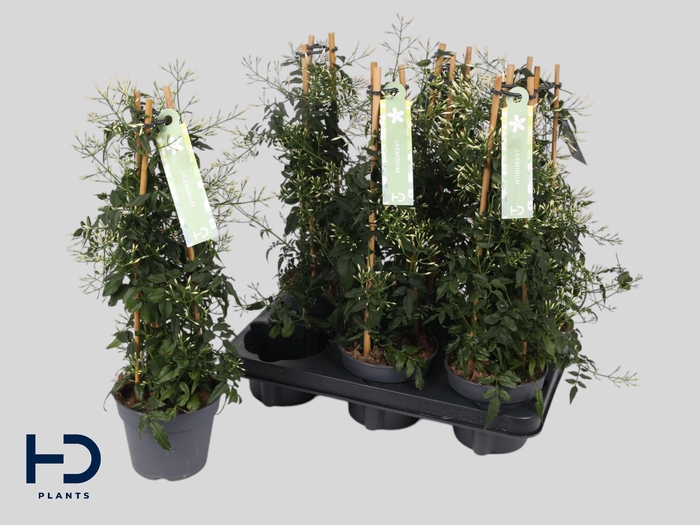 <h4>JASM POLYANTHUM WIT</h4>