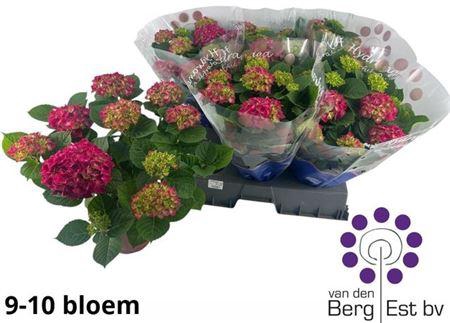 <h4>Hydr M Speedy Red</h4>