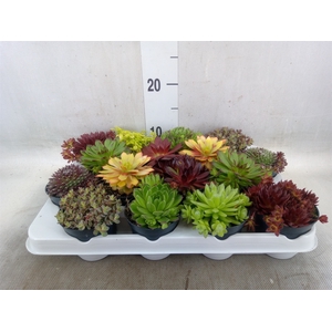 Rotsplanten   ...mix   [Rock plant]