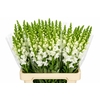 Antirrhinum Potomac White