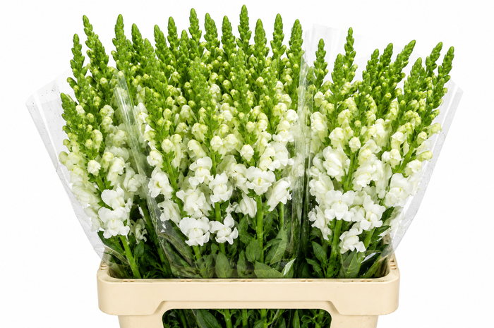 <h4>Antirrhinum Potomac White</h4>
