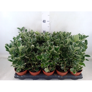 Euonymus fortunei 'Silver Queen'