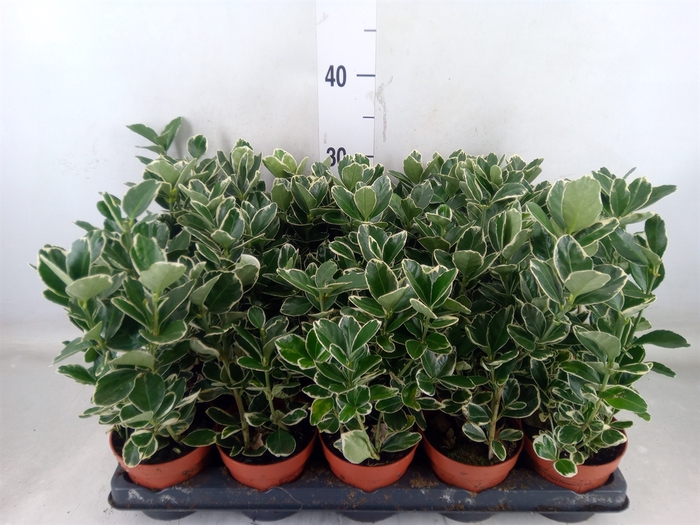 <h4>Euonymus fortunei 'Silver Queen'</h4>