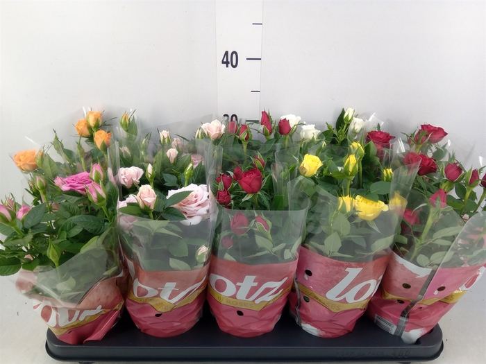 <h4>Rosa  'Lotz of'   ...mix 6</h4>