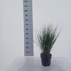Molinia caerulea Heidebraut