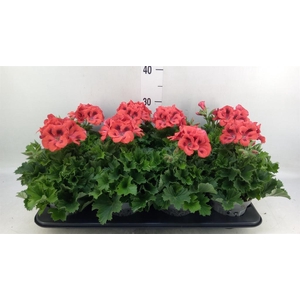 Pelargonium gran.   ..