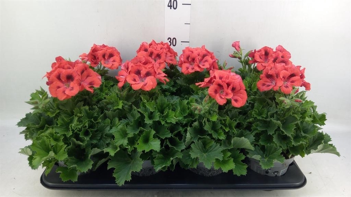 <h4>Pelargonium gran.   ..</h4>