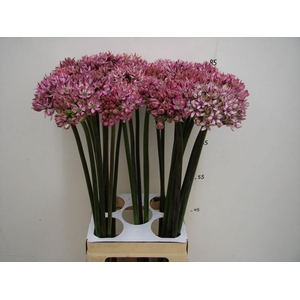 ALLIUM PINK JEWEL