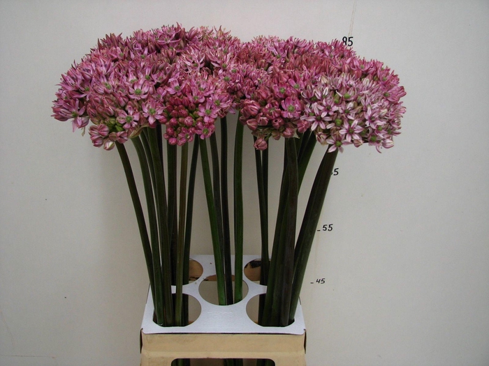 <h4>ALLIUM PINK JEWEL</h4>