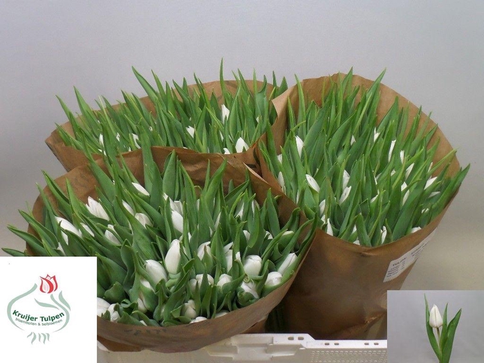 <h4>TU EN KOSMOS</h4>