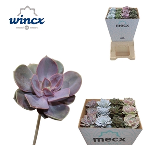 Echeveria Mix (mecx Flowers)