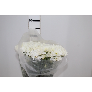 CRISANTEMO WHITE REAGAN 080 CM