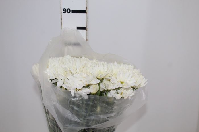 <h4>CRISANTEMO WHITE REAGAN 080 CM</h4>
