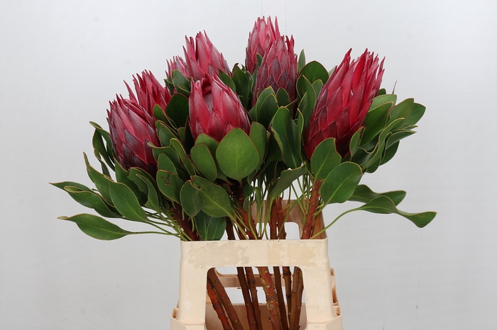 <h4>Protea Cynaroides Madiba</h4>