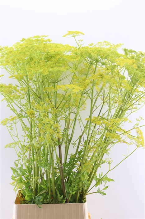 <h4>Angelica Gigas Yellow 130cm</h4>