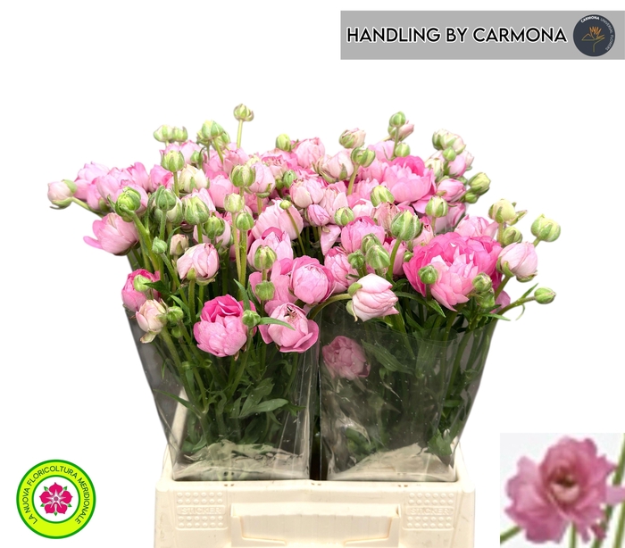 <h4>RAN N MODERNA DOLCE</h4>