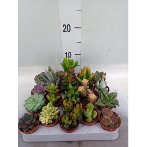 Succulents ...