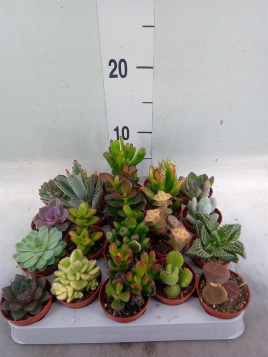 <h4>Succulents ...</h4>