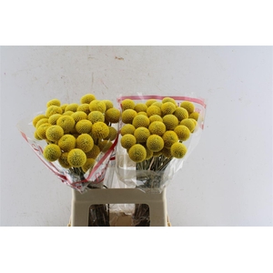 Craspedia Paintball Pop 55cm