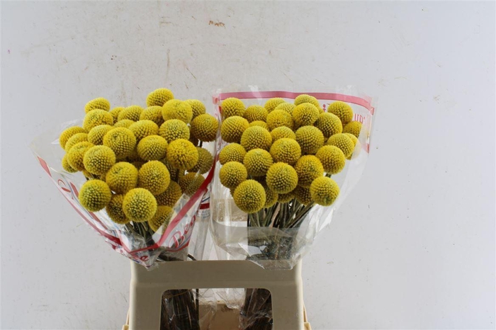 <h4>Craspedia Paintball Pop 55cm</h4>