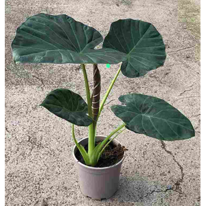 Alocasia overig