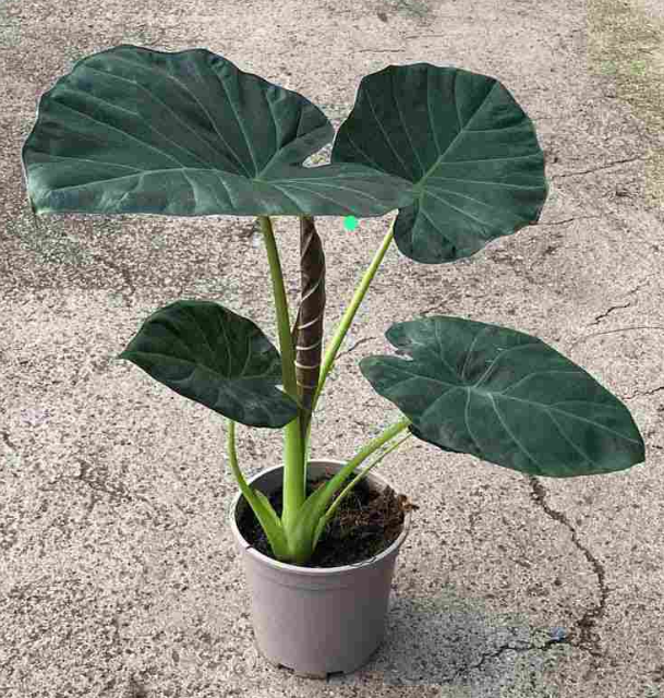 <h4>Alocasia overig</h4>