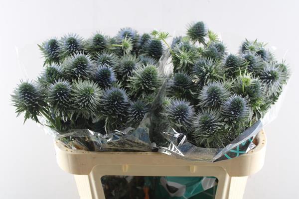 <h4>Eryng Scorpius</h4>