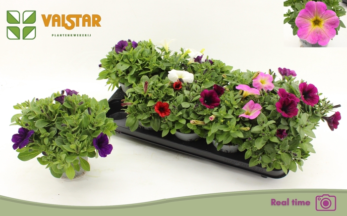 <h4>PET FAMOUS GEM</h4>