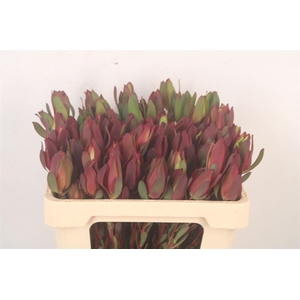 Leucad Saf Sunset Spray X50