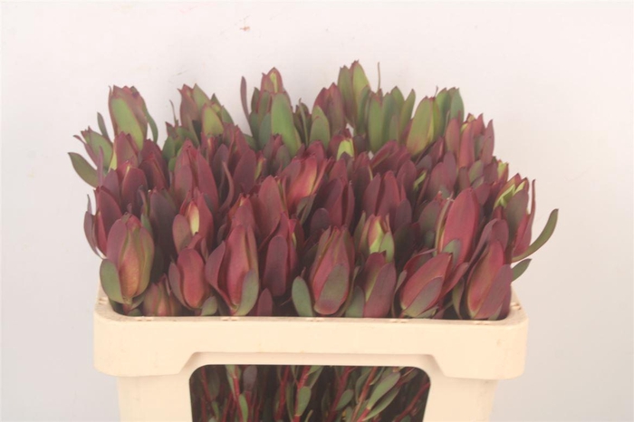 <h4>Leucad Saf Sunset Spray X50</h4>