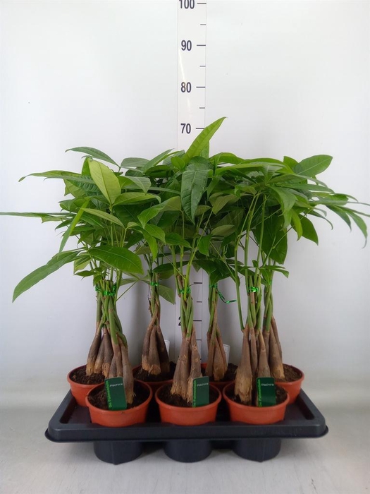 <h4>Pachira aquatica</h4>