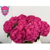 Hydrangea royal anastasia