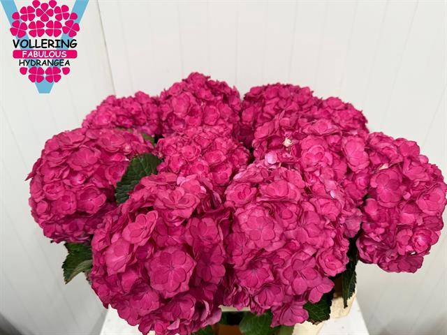 Hydrangea royal anastasia
