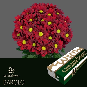 CHR T BAROLO