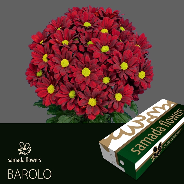 <h4>CHR T BAROLO</h4>