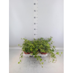 Hedera helix 'Goldchild'