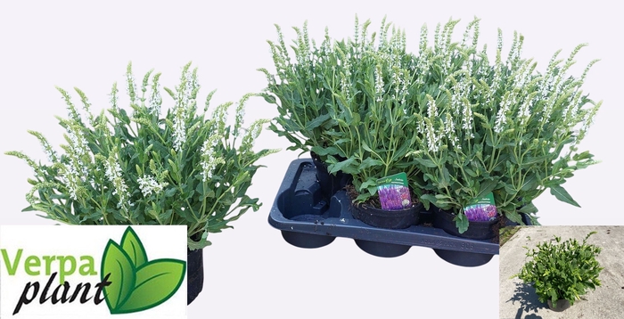 <h4>SALVIA NE SCHNEEHUGE</h4>