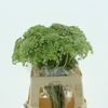 Ammi Visnaga