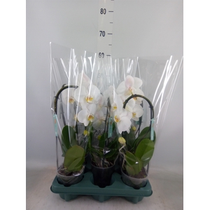 Phalaenopsis  'Ant Tokyo'