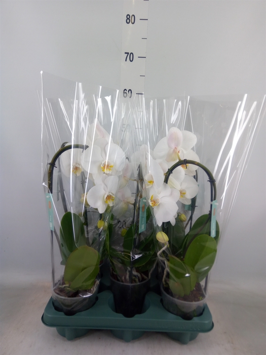 <h4>Phalaenopsis  'Ant Tokyo'</h4>