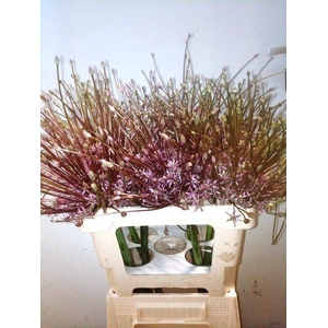 ALLIUM SCHUBERTII