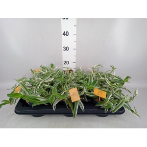 Murdannia loriformis 'Bright Star'