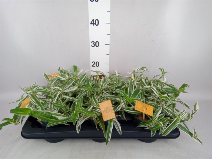 <h4>Murdannia loriformis 'Bright Star'</h4>