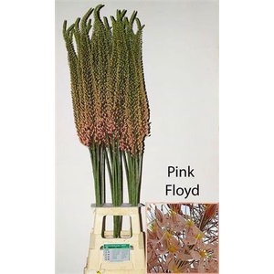 Eremurus Light Pink