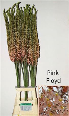 <h4>Eremurus Light Pink</h4>